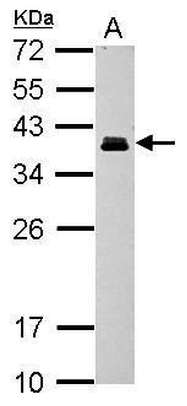 CRX Antibody in Western Blot (WB)