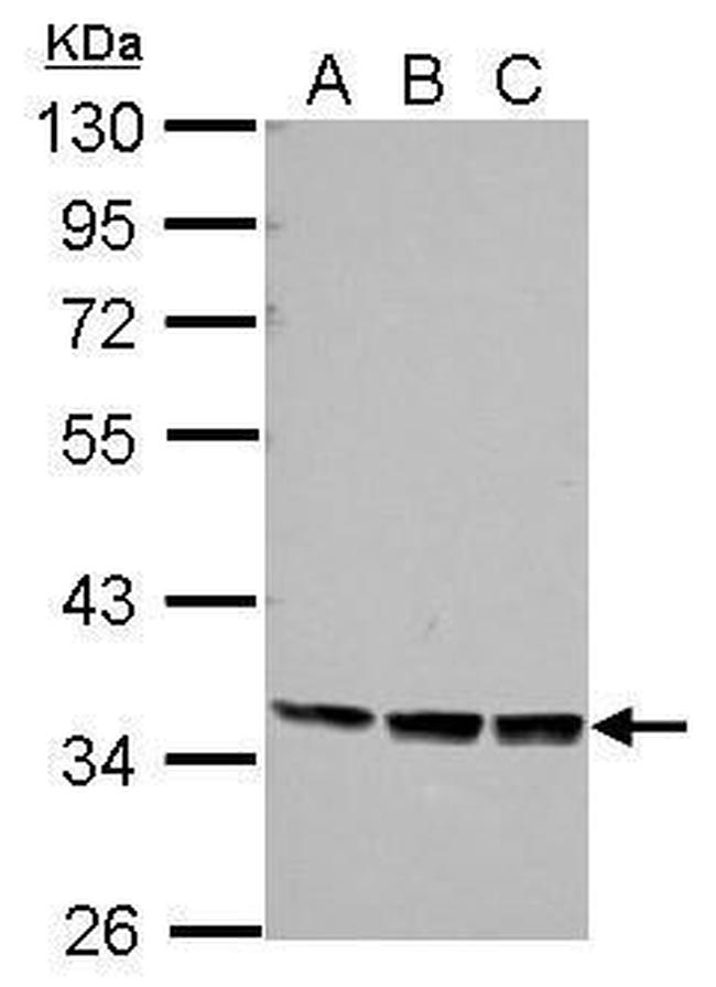 PRR5 Antibody in Western Blot (WB)