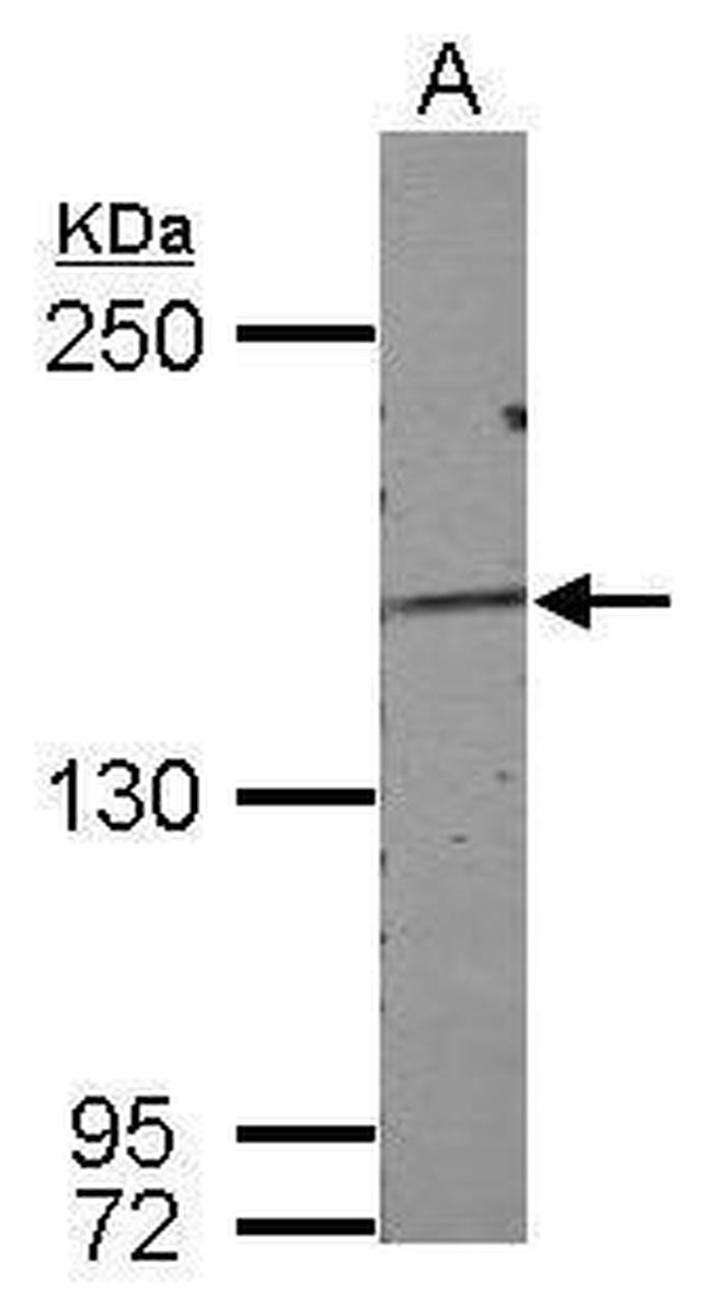 DZIP3 Antibody in Western Blot (WB)