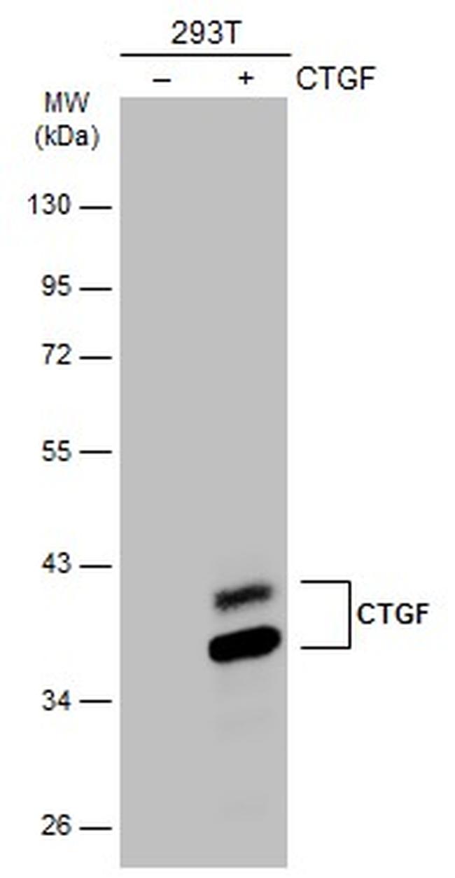 CTGF Antibody in Western Blot (WB)