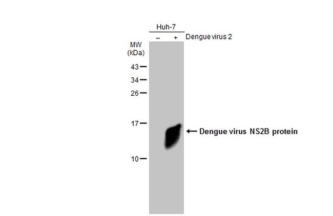 Dengue Virus Type 2 NS2B Antibody in Western Blot (WB)