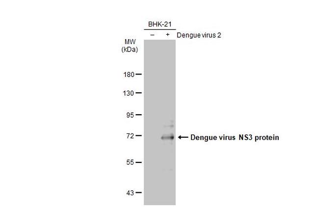 Dengue Virus Type 2 NS3 Antibody in Western Blot (WB)