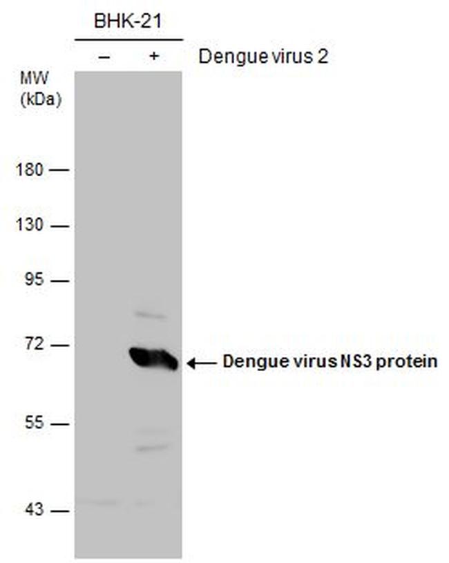 Dengue Virus Type 2 NS3 Antibody in Western Blot (WB)