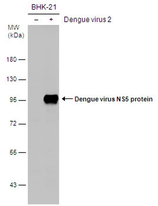 Dengue Virus Type 2 NS5 Antibody in Western Blot (WB)