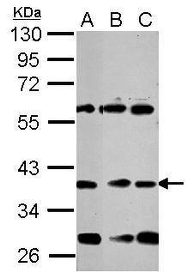 NeuroD1 Antibody in Western Blot (WB)