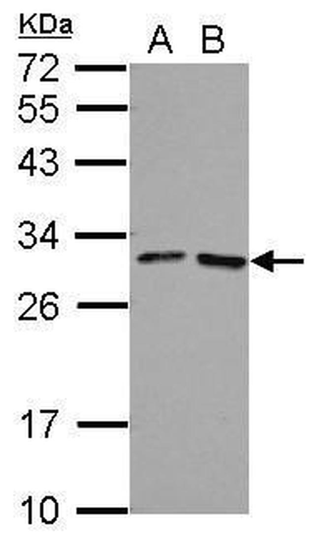 FOLR4 Antibody in Western Blot (WB)