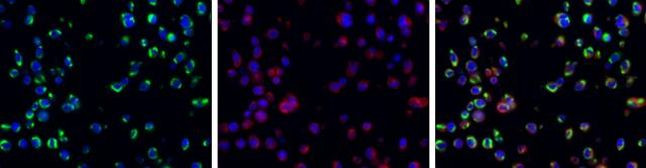 Dengue Virus Type 2 NS1 Antibody in Immunocytochemistry (ICC/IF)