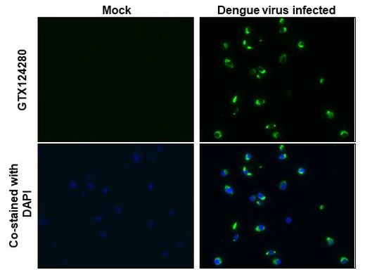 Dengue Virus Type 2 NS1 Antibody in Immunocytochemistry (ICC/IF)