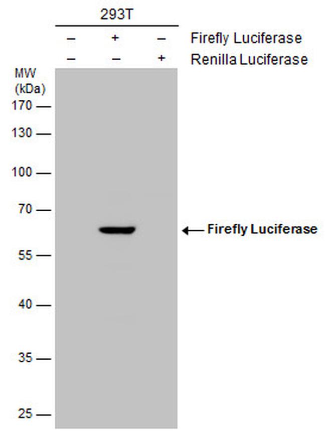 Firefly luciferase Antibody in Western Blot (WB)