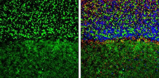 GEF-H1 Antibody in Immunohistochemistry (Frozen) (IHC (F))