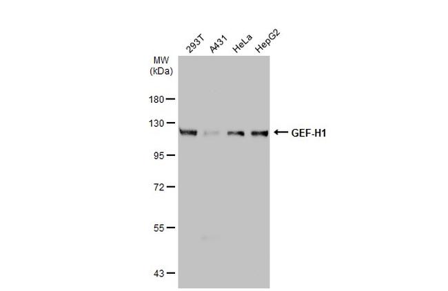 GEF-H1 Antibody in Western Blot (WB)