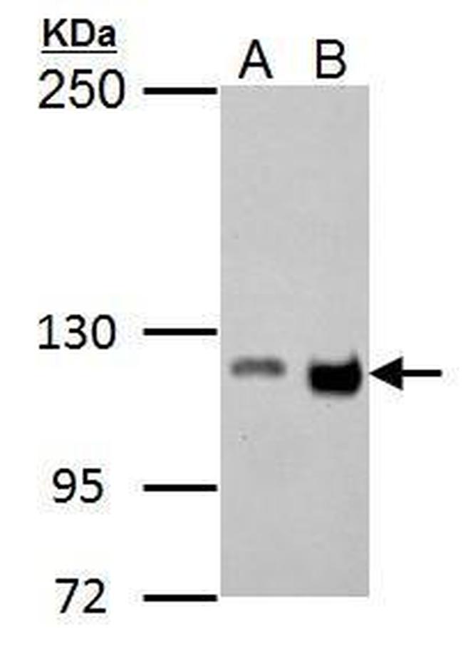 GEF-H1 Antibody in Western Blot (WB)