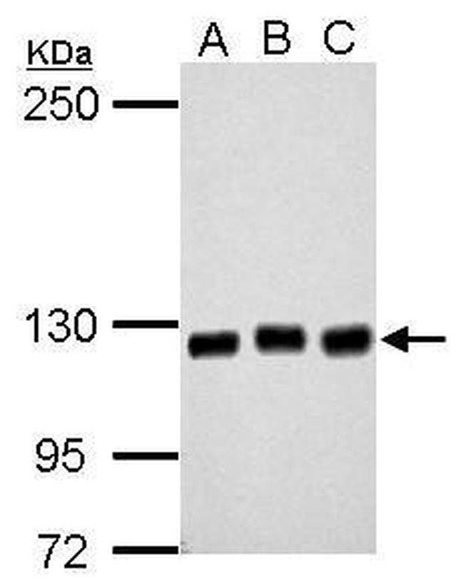 GEF-H1 Antibody in Western Blot (WB)