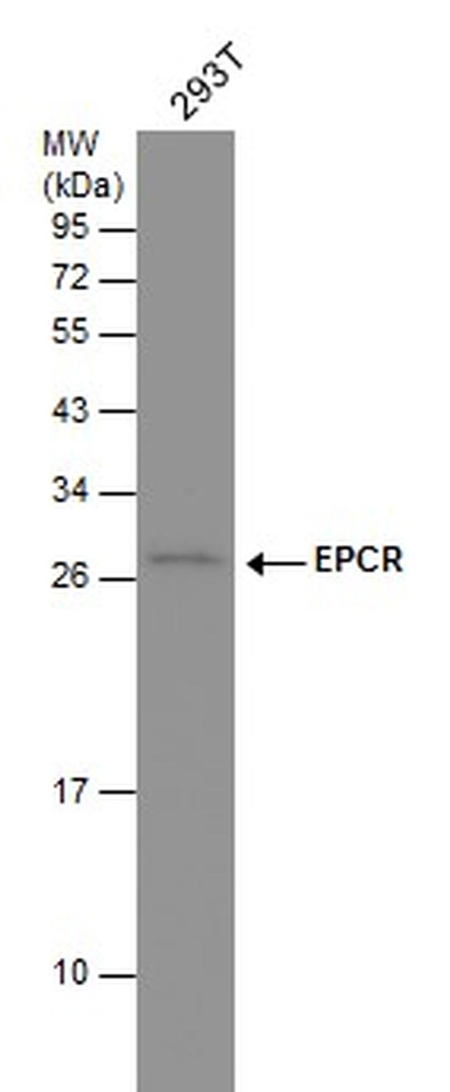 EPCR Antibody in Western Blot (WB)