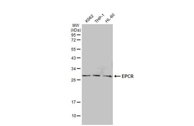 EPCR Antibody in Western Blot (WB)