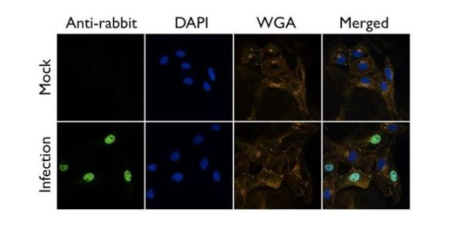 Influenza A PB2 Antibody in Immunocytochemistry (ICC/IF)