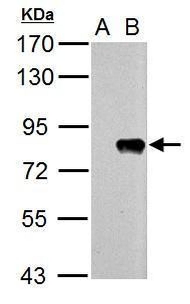 Influenza A PB2 Antibody in Western Blot (WB)