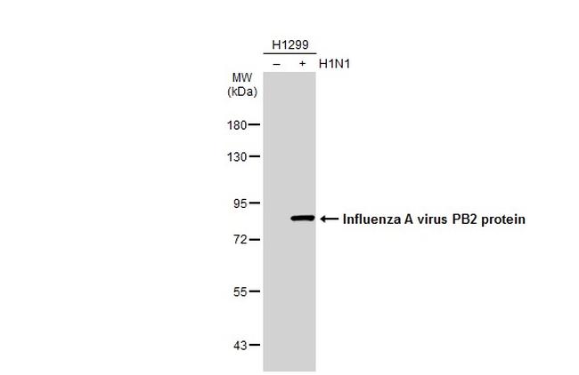 Influenza A PB2 Antibody in Western Blot (WB)