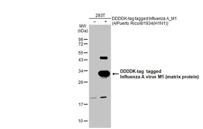 Influenza A M1 Antibody in Western Blot (WB)