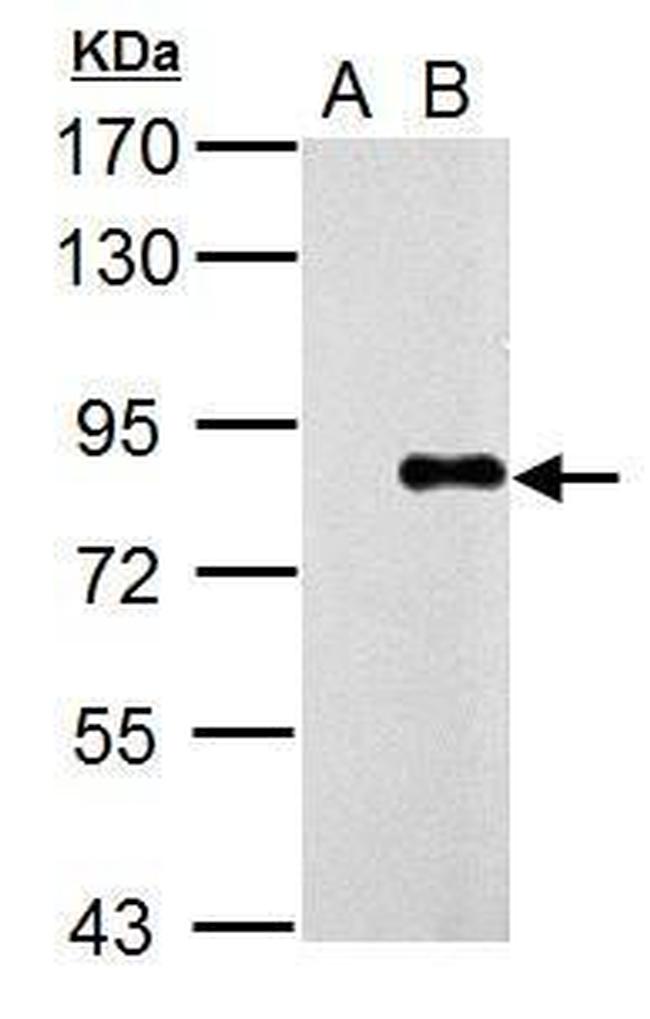 Influenza A PA Antibody in Western Blot (WB)