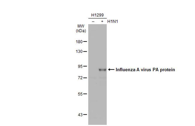 Influenza A PA Antibody in Western Blot (WB)