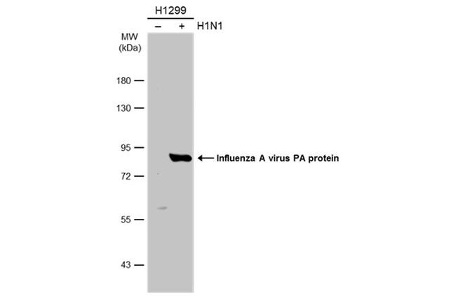 Influenza A PA Antibody in Western Blot (WB)