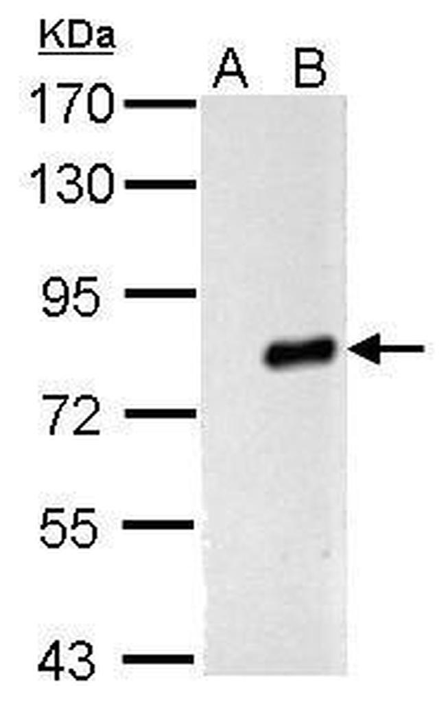 Influenza A PA Antibody in Western Blot (WB)