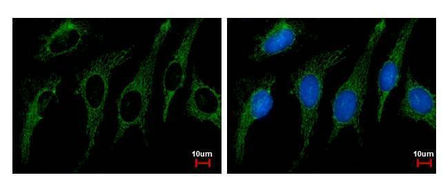 SHMT2 Antibody in Immunocytochemistry (ICC/IF)