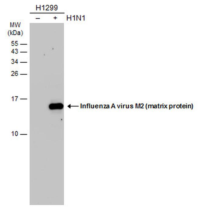 Influenza A M2 Antibody in Western Blot (WB)