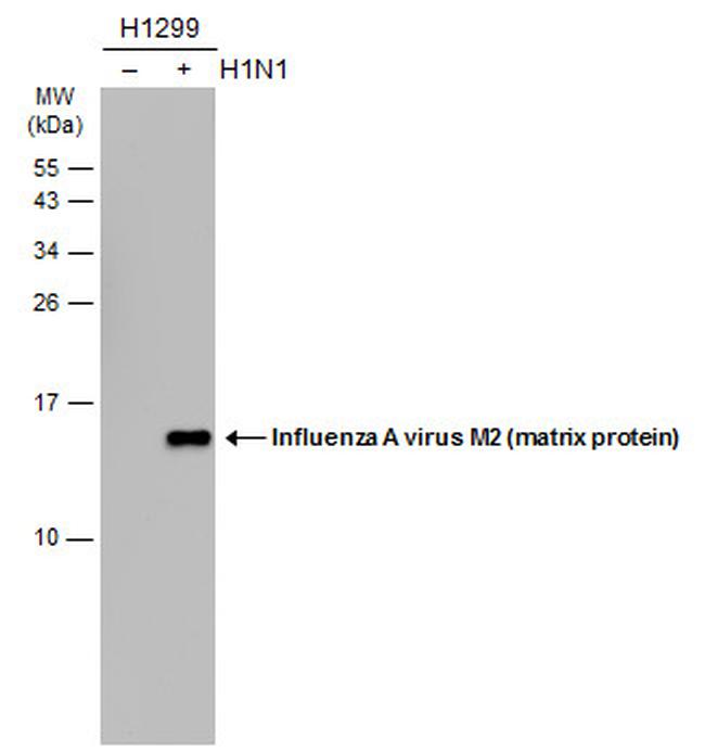 Influenza A M2 Antibody in Western Blot (WB)