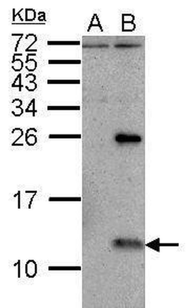 Influenza A NS2 Antibody in Western Blot (WB)