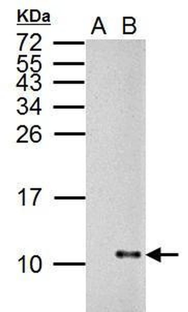 Influenza A NS2 Antibody in Western Blot (WB)