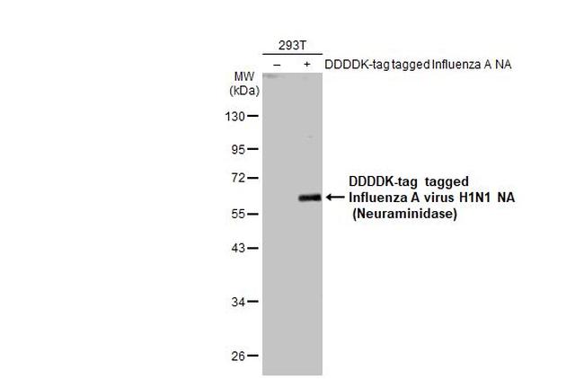 Influenza A H1N1 NA Antibody in Western Blot (WB)