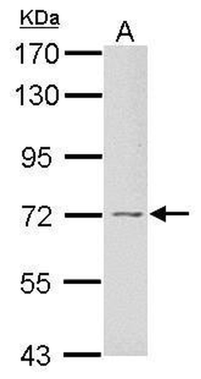 GRB10 Antibody in Western Blot (WB)