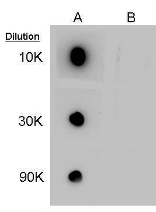 GABA Antibody in Dot Blot (DB)