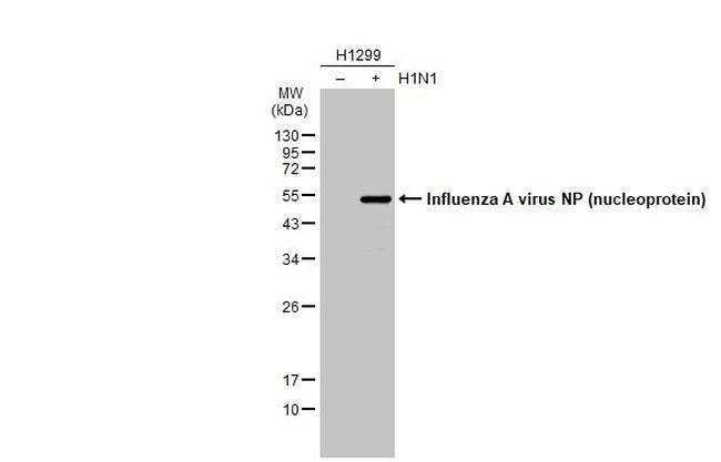 Influenza A NP Antibody in Western Blot (WB)