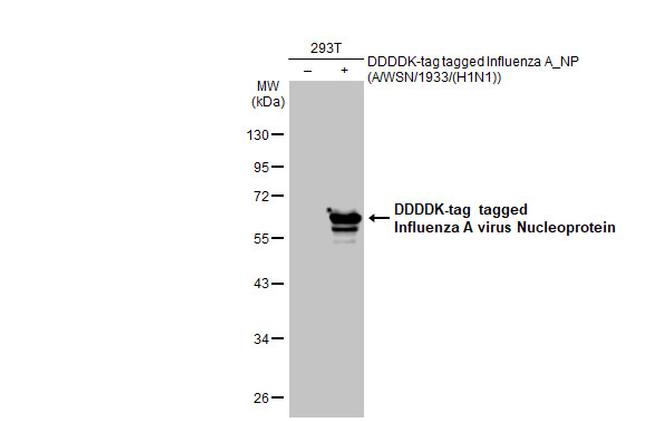 Influenza A NP Antibody in Western Blot (WB)