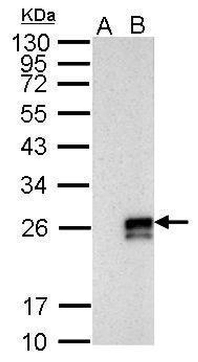 Influenza A NS1 Antibody in Western Blot (WB)