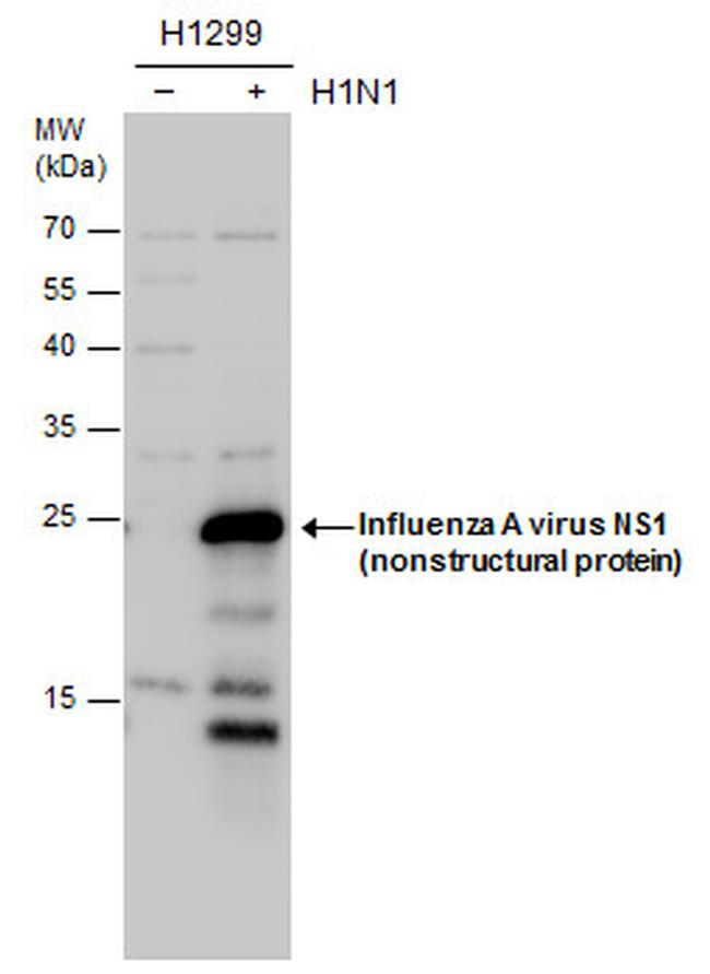 Influenza A NS1 Antibody in Western Blot (WB)