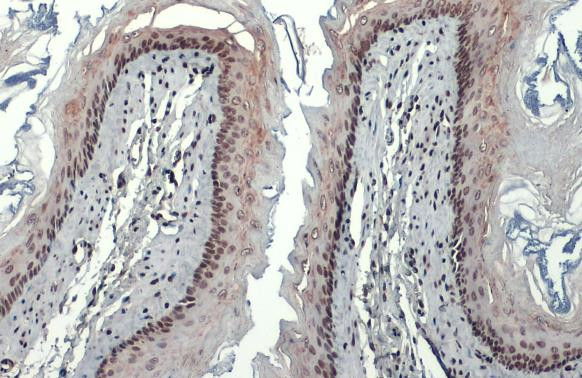 HMGB1 Antibody in Immunohistochemistry (Paraffin) (IHC (P))