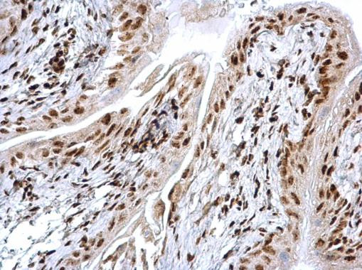 HMGB1 Antibody in Immunohistochemistry (Paraffin) (IHC (P))