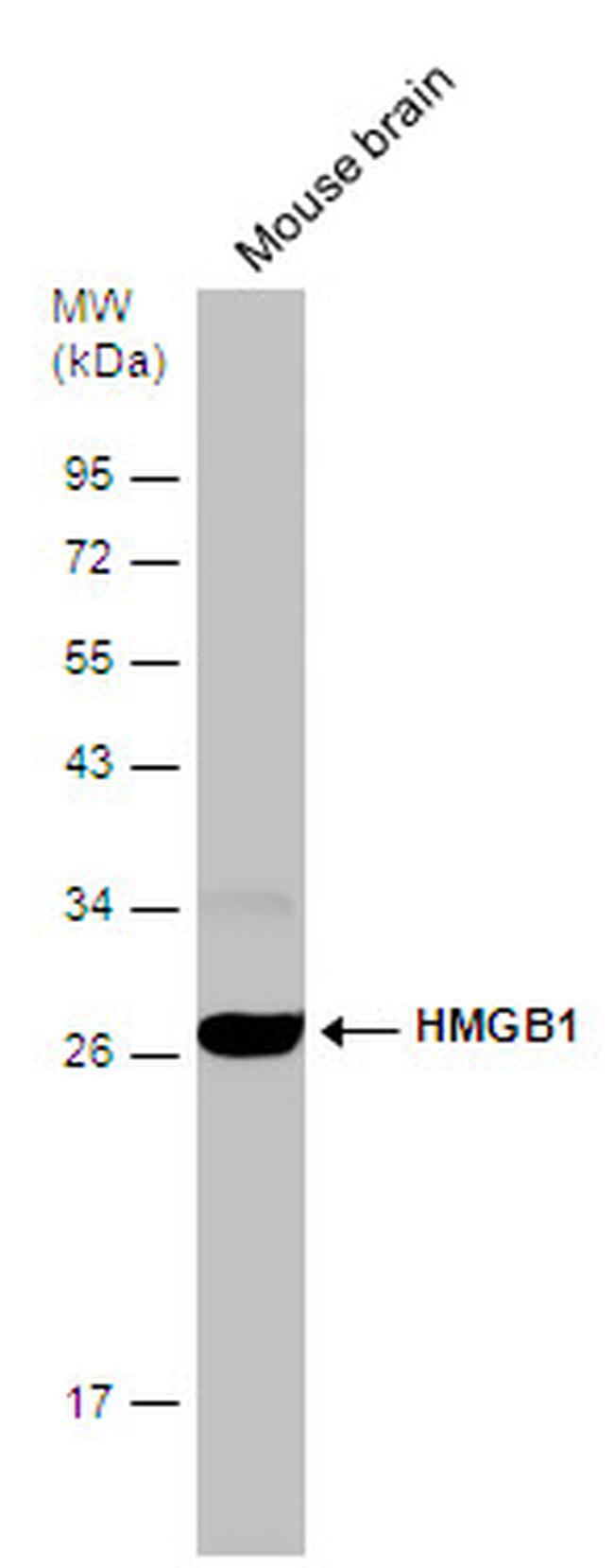 HMGB1 Antibody in Western Blot (WB)