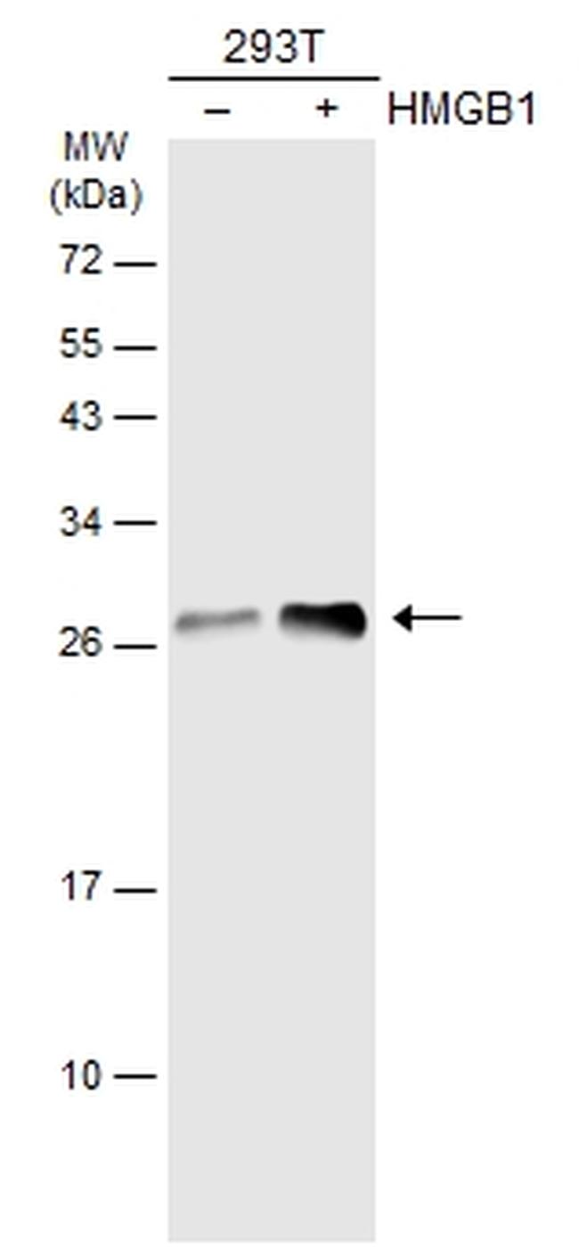 HMGB1 Antibody in Western Blot (WB)