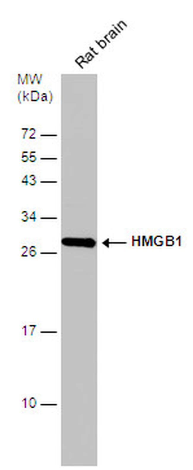 HMGB1 Antibody in Western Blot (WB)