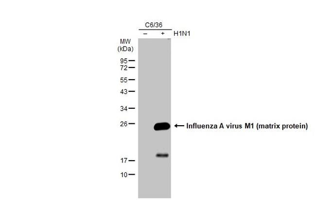 Influenza A M1 Antibody in Western Blot (WB)