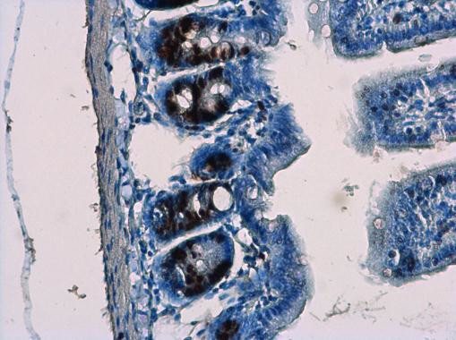 BrdU Antibody in Immunohistochemistry (Paraffin) (IHC (P))