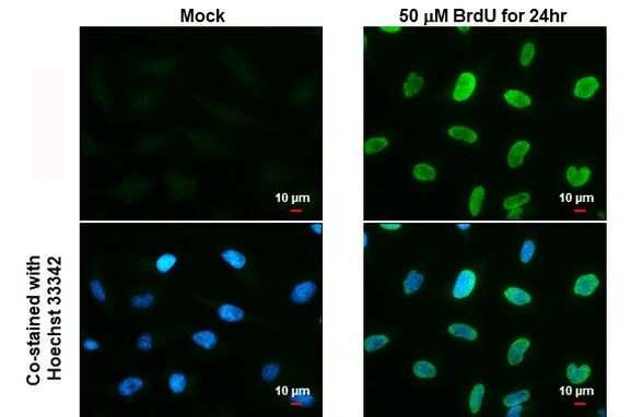 BrdU Antibody in Immunocytochemistry (ICC/IF)