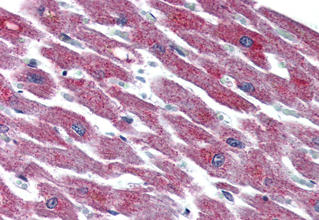 PACAP Receptor Antibody in Immunohistochemistry (Paraffin) (IHC (P))