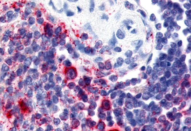 Attractin Antibody in Immunohistochemistry (Paraffin) (IHC (P))