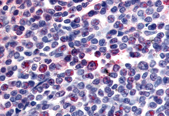 Attractin Antibody in Immunohistochemistry (Paraffin) (IHC (P))